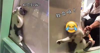 貓咪為保「清白」縮在牆角，店員將牠拽出時，臉上「小表情」笑翻了：我不接客！