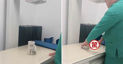 小奶貓去醫院拍片，在桌上都被抻成「小貓條」了，醫生你是在表演拉麵嗎XDD