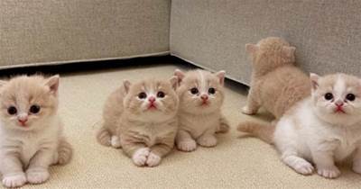 5只小奶貓可愛到犯規，和貓媽媽長得一模一樣，網友：一家子麻薯花生？