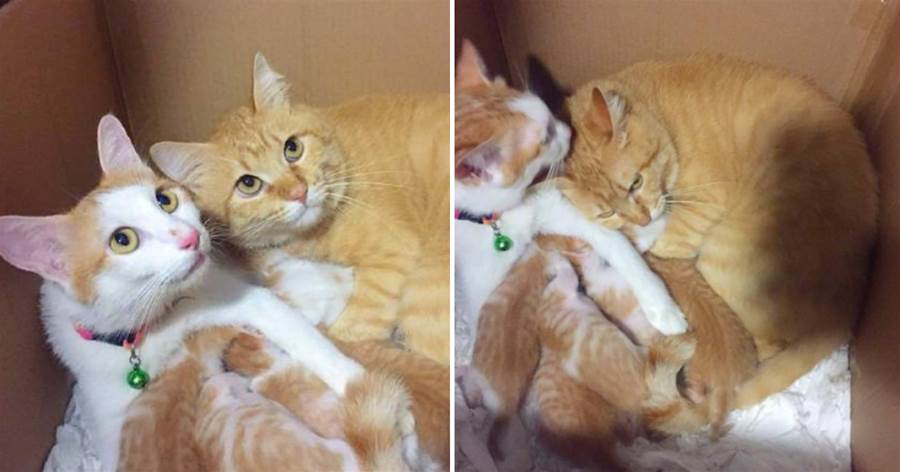 兩隻橘貓天天秀恩愛，誰知母貓生下6個崽，看到貓的毛色主人想哭