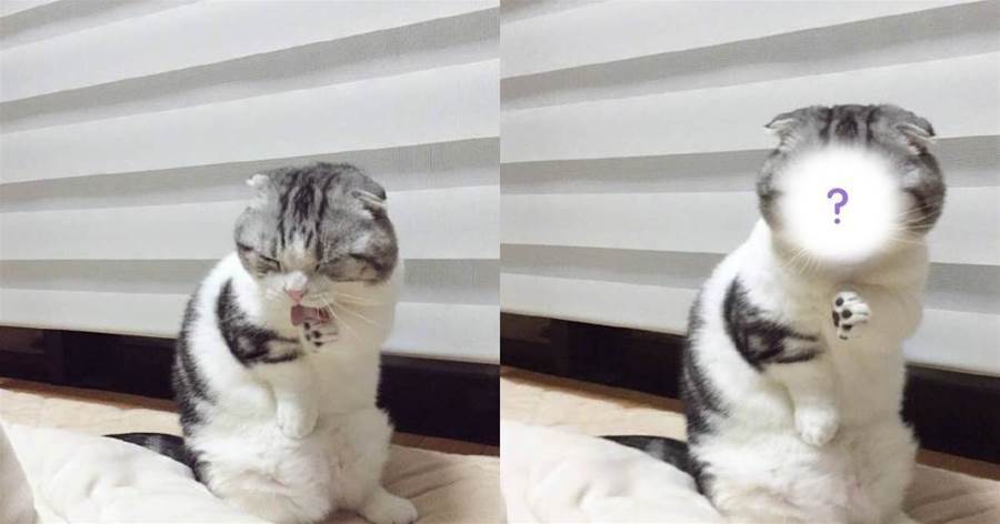 貓咪吃完飯洗臉，一抬頭卻見鏟屎官舉著相機，瞬間「表情管理失敗」