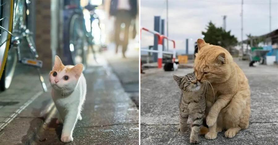 攝影師用九年的時間記錄流浪貓，走進它們的真實生活，改變固有認知！