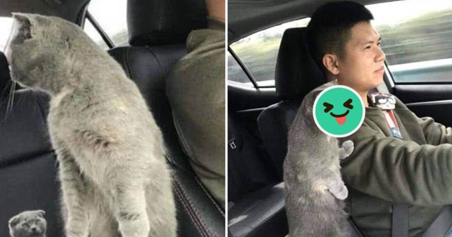 主人正在開車，貓咪把爪子「搭在肩上」，瞟了一眼后視鏡慌了！