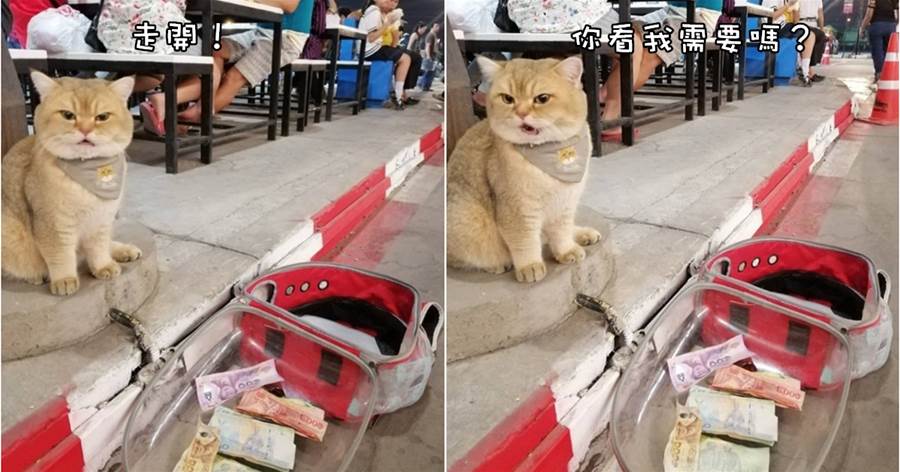 貓皇坐再路邊等主人吃飯，居然有人往貓包裡丟錢！把貓氣的嗷嗷叫：你看我需要嗎