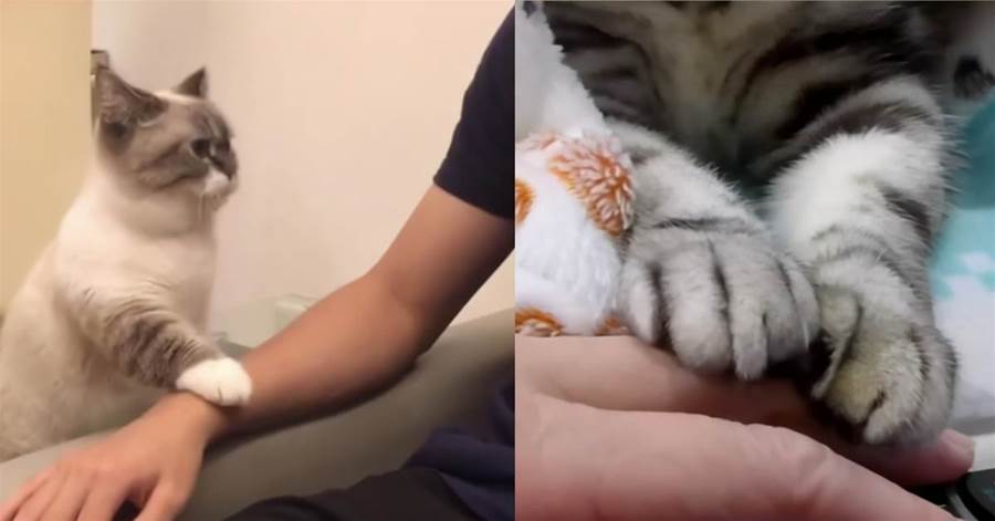 貓咪為什麼會把爪子搭在人身上？其實它想跟你說6件事情