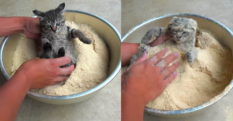 貓咪叼回家一個「小泥球」當玩具，主人裹上米糠後，家貓吃醋了