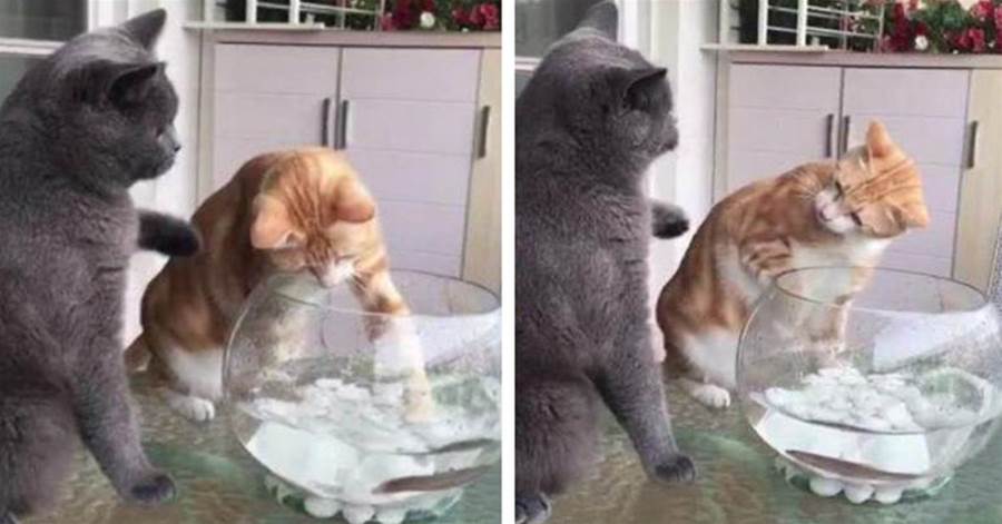橘貓偷吃魚缸裡的小魚，藍貓上去就是一巴掌：別碰！要等牠長大些！