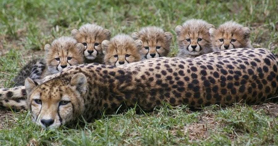 6只小獵豹幼崽，躲在媽媽身後超可愛，1年後「複製貼上」   網笑：誰是媽？