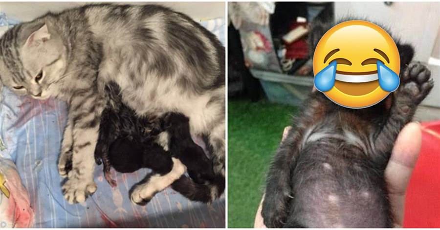 貓媽媽擁有「盛世美顏」生下了5只小奶貓，可看到其中一隻主人都抑鬱了：這也太醜了