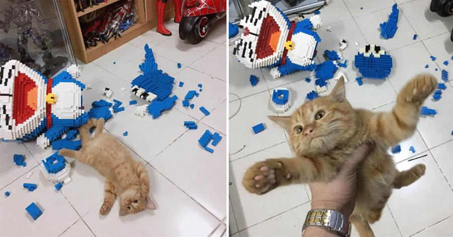整整7天廢寢忘食「拼出2432塊哆啦A夢」，卻被無情喵1秒摧毀：這只藍色怪貓有我好看？