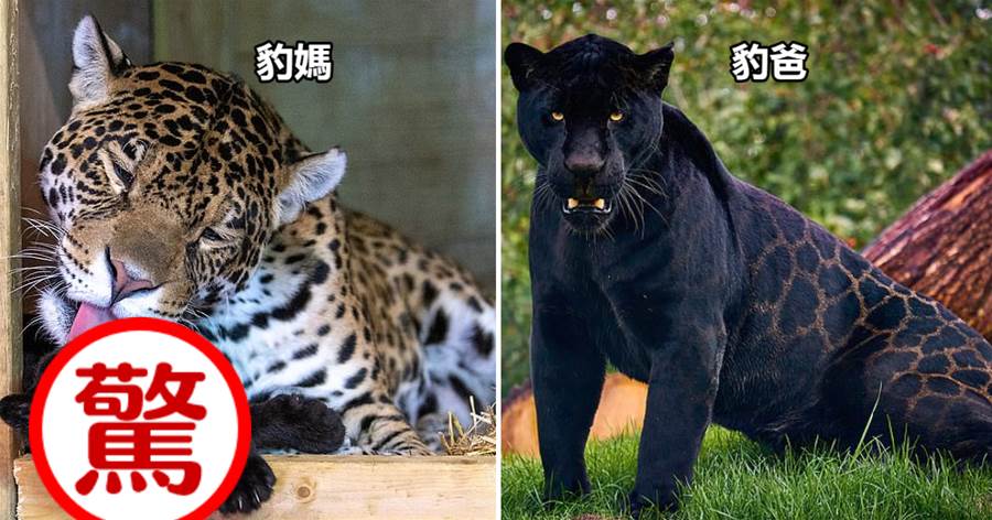 「美麗斑紋」豹媽與「酷帥又霸氣」豹爸，生出罕見「豹寶寶」，太難得了！