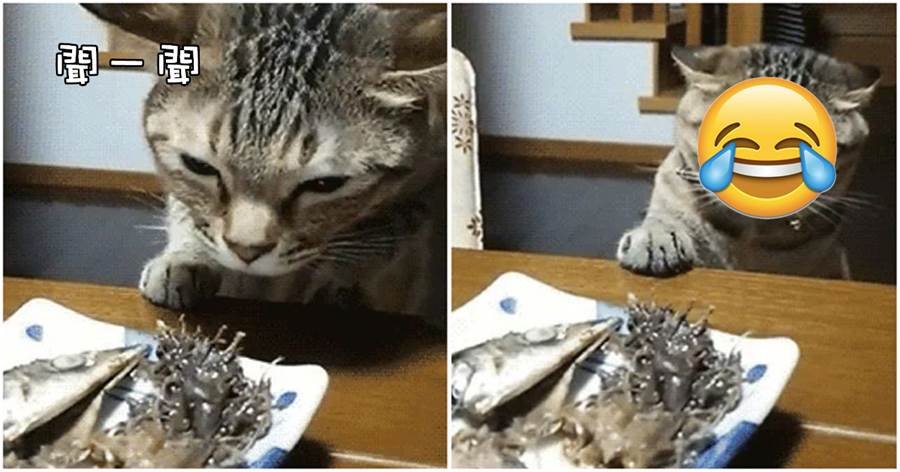 貓咪挑戰「惡臭」鯡魚罐頭，以為是普通的魚，結果聞了聞表情叫人笑噴：我要離家出走！