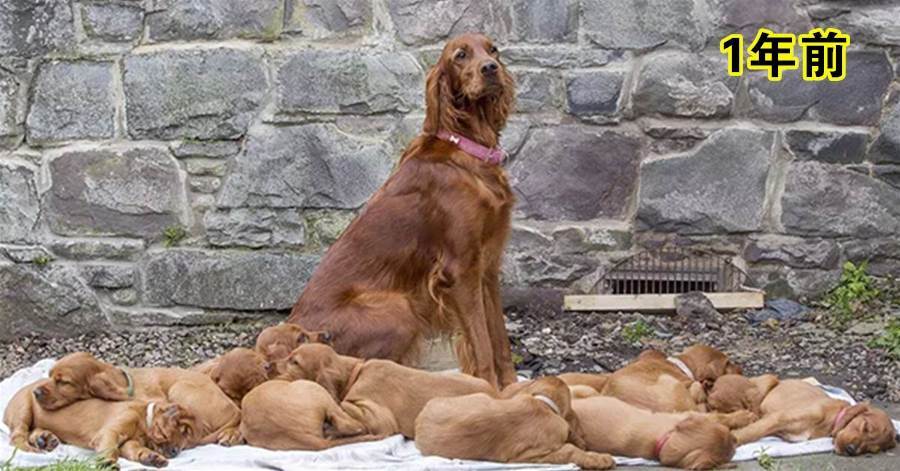 狗媽媽一次生下15只寶寶，被各自送走，1年後「再團圓」讓人感動