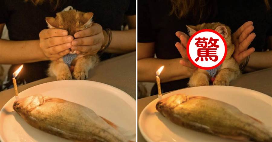鏟屎官給貓咪買了一條大魚當生日蛋糕，手一打開貓懵了：真的可以吃嗎？