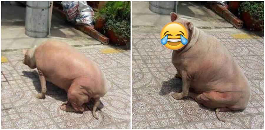 網友一出門看見「豬」在拉屎，一扭頭被嚇懵了，網友：你是一隻狗？