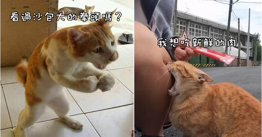 30張「憨貓」照片，被外國網友瘋傳，笑到合不攏腿：傻貓真不是白叫的