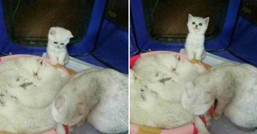 貓窩被兄弟姐妹占好占滿，獨剩一隻小奶貓無助求媽媽，真的萌哭了