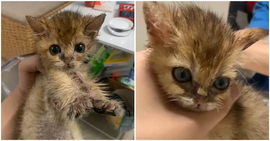 好心帶回垃圾桶旁的橘色小貓，醫生都束手無策，帶回家養了一個月發現：真是撿到寶啦~