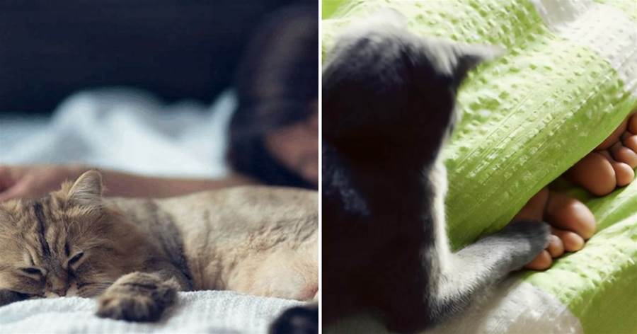 貓喜歡睡在你頭邊或腳邊，含義是不一樣的