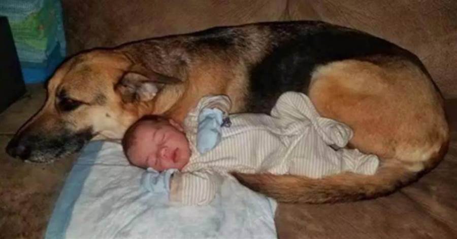 狗狗半夜出現在嬰兒房間，主人查看監控感歎：還好當初沒把牠送走啊！