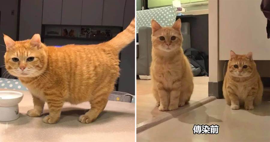 千萬別把兩隻橘貓放一起養，因為胖真的會傳染！