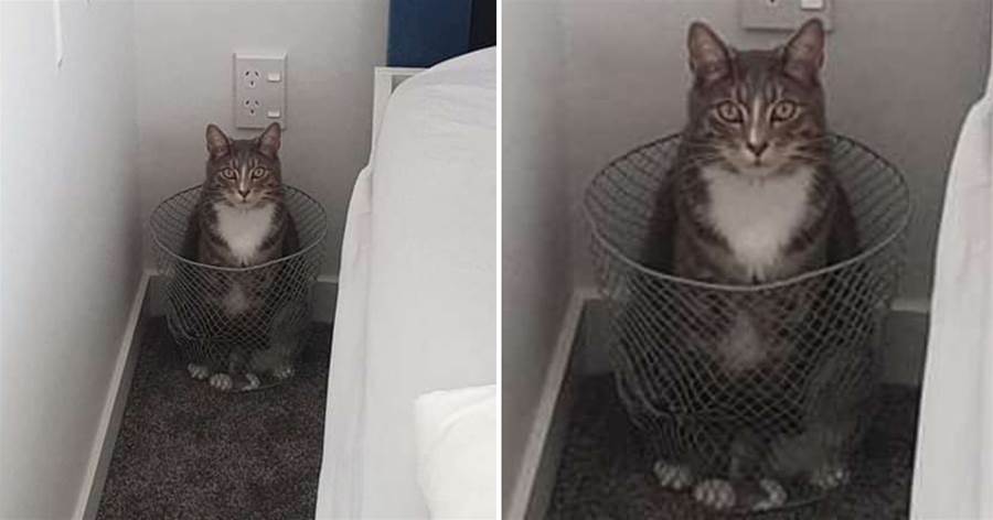 才離開房間5分鐘…回來發現「垃圾桶有陌生貓」　貓咪：房東沒經過我同意！