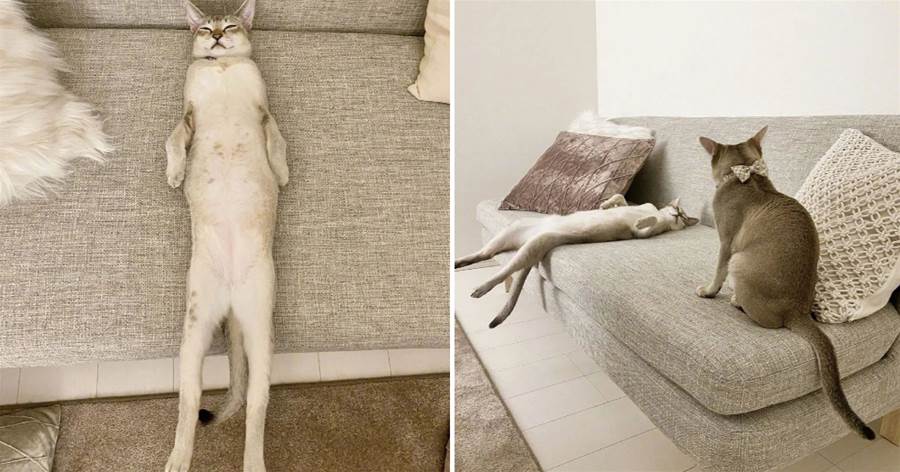 下班回家驚見「沙發上一長條」！　「貓型海豹」飼主傻眼：不上班也這麼累？