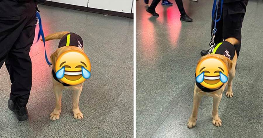 早上一隻警犬在捷運「巡邏上班」，路人看到臉笑噴：又好笑又心疼