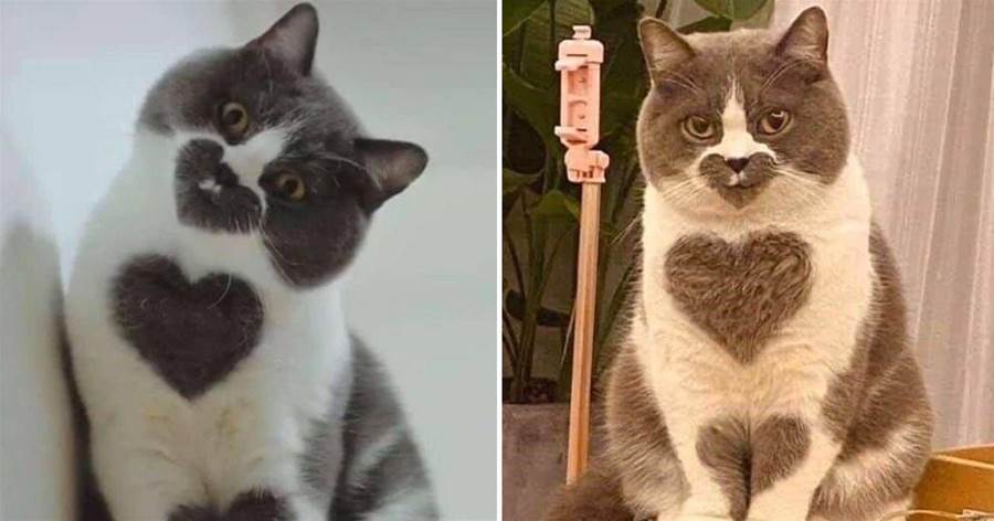 「出廠意外」造就的20只美貓，「陰陽臉」很經典但還是不是最萌