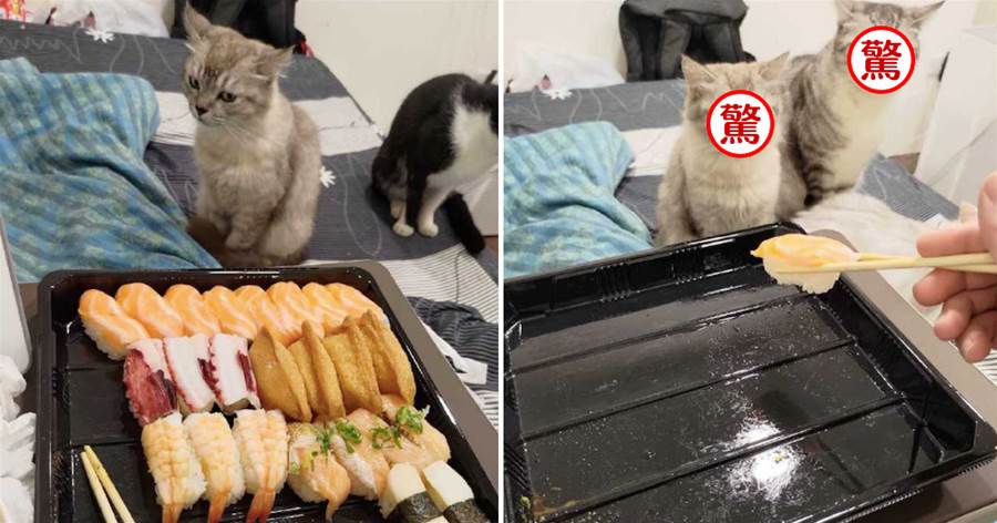 主人吃了一大盤壽司，貓咪從頭看到尾眼神都變了：良心不會痛嗎？