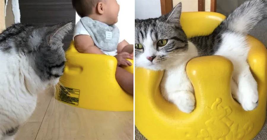 貓趁寶寶不在時，也趴在他的小椅子上躺著，貓：誰還不是個寶寶