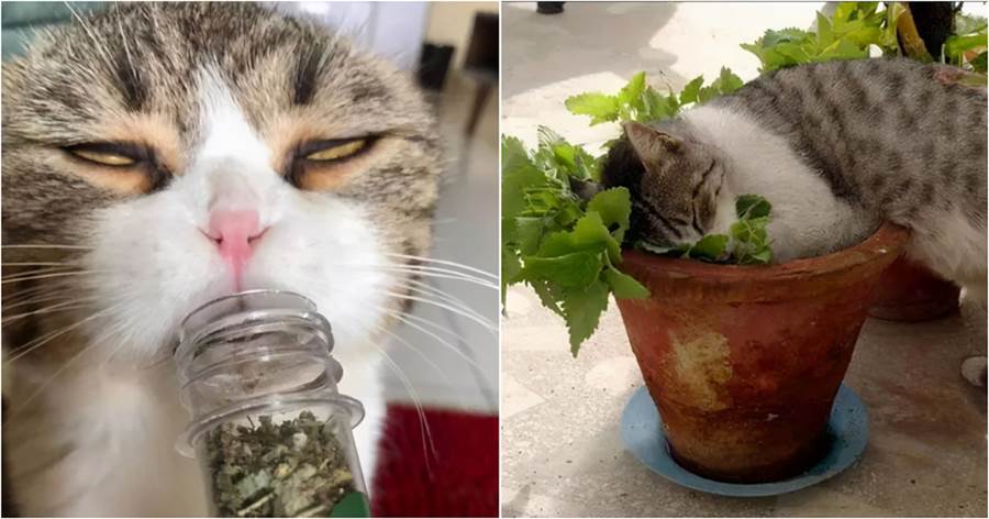 貓咪最喜歡的5種「氣味」，若你身上有，貓會愛上你！