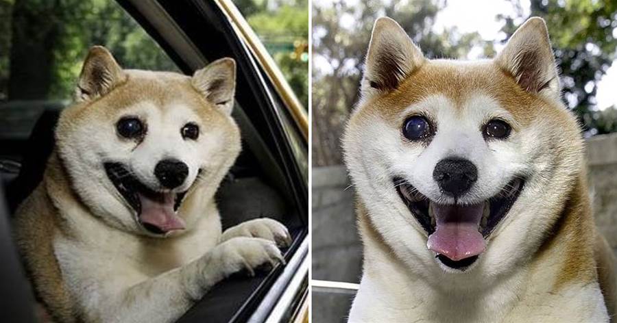 11歲柴犬無時無刻都掛著溫暖的微笑，卻身患重疾，讓人更加心疼