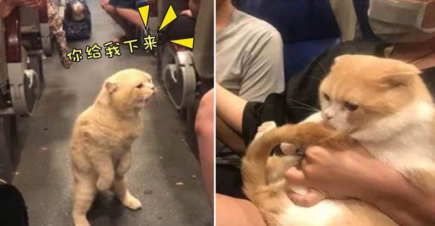 橘貓坐火車，回來發現主人抱著其他貓，瞬間炸毛，貓：你給我下來