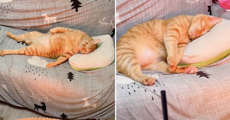 網友單獨給橘貓開取暖器，它面朝天躺在沙發上，比人還會享受啊