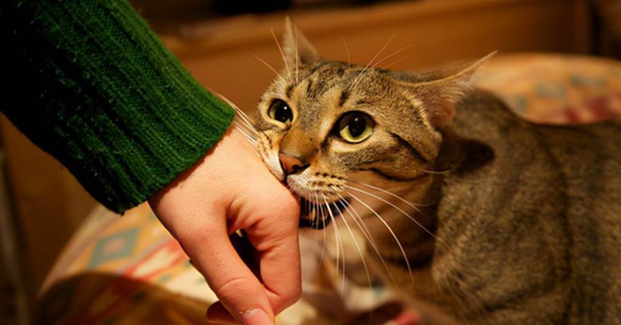 貓咪為什麼會「咬主人手」，不要責怪牠，其實牠是在喜歡你！