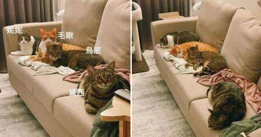 當你買了沙發，以為是人類要坐的時候，喵：你去坐地上！