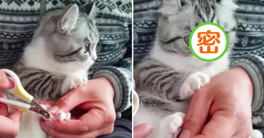 貓坐在主人懷裡剪指甲，張開爪子模樣太可愛，這盛世美顏無喵能敵！
