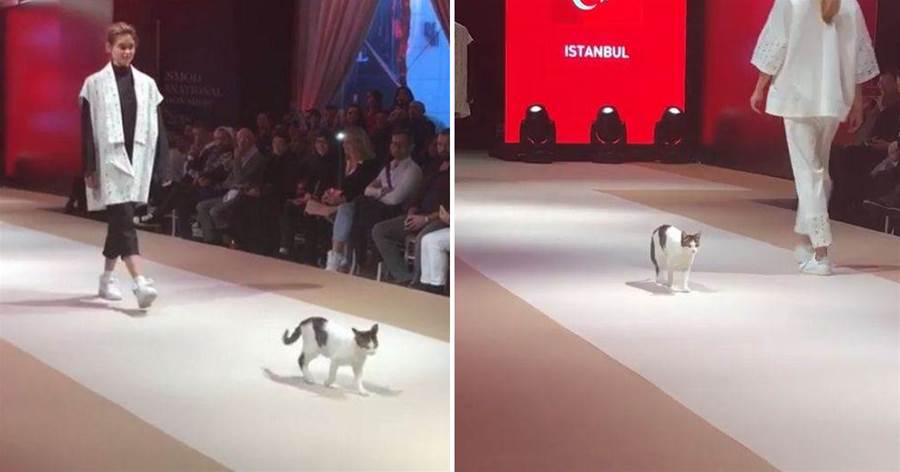 走秀的T臺上突然亂入一只貓，還現場指導模特走「正宗貓步」，接下來一幕逗笑一票觀眾