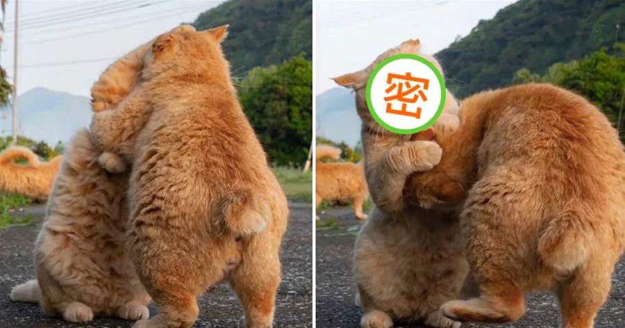 兩只橘貓在馬路上打架，好像是日本的相撲比賽，摔跤運動「圓」？