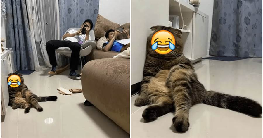 不是一家人不進一家門！主人躺在沙發上玩手機，貓咪竟一模一樣的學了起來，表情令網友笑噴：可以去參加模仿秀了！