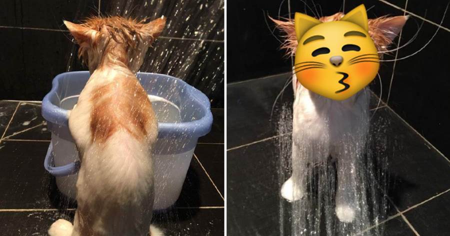 主人給貓咪洗澡間隙出去接個電話，回來見「迎風銷魂臉」爆笑：蠻享受的