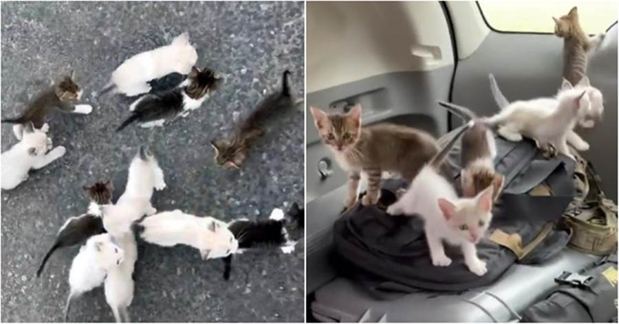小流浪貓當街攔車，好心人出手相助，竟被13只小貓集體賴上