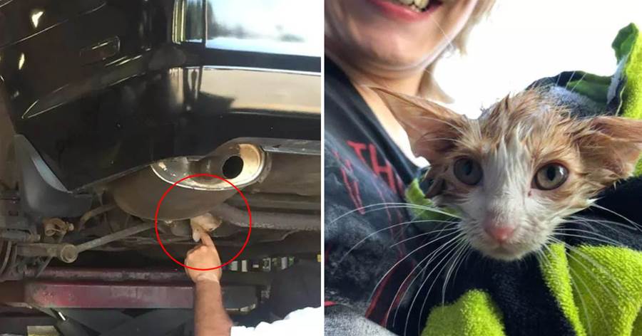 流浪貓鉆進車底取暖，車主一個舉動發現牠，還救了牠一命
