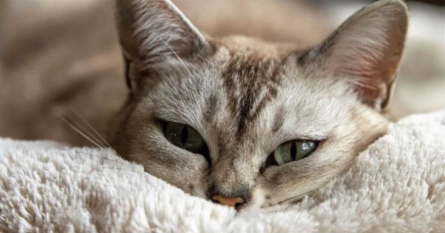 貓咪這7種行為是在告訴你：我生病了，別忽略了