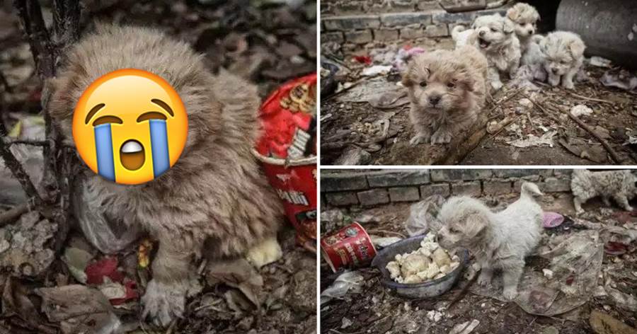 不滿月的小奶狗「垃圾堆里」找吃的！幾天不見媽媽，眼神中透出絕望