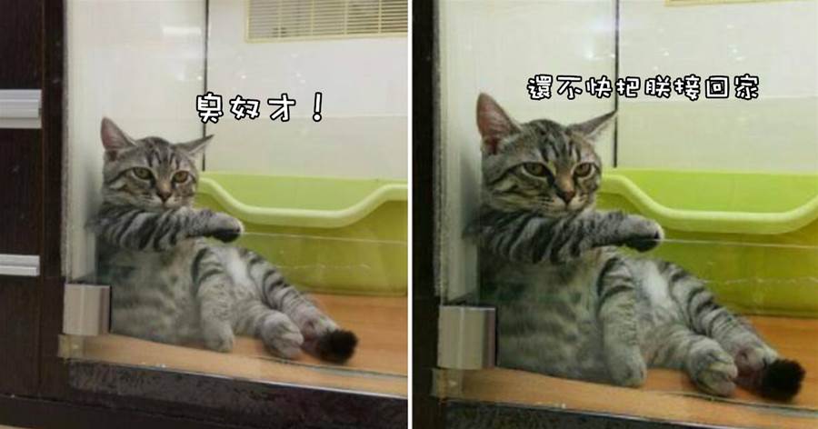 網友去寵物店, 發現一只特霸氣的貓: 奴才, 還不快接朕回家!