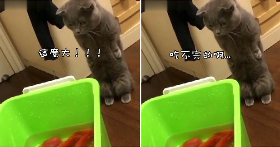 主人帶著魚干回來，貓咪看到桶里的魚干，滿臉懵逼愣在原地：這麼大怎麼吃啊！