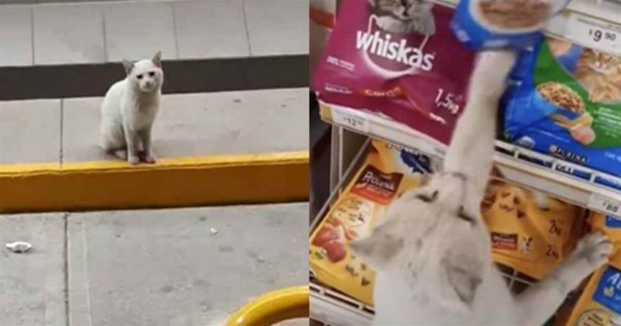 路人只摸了下流浪貓，就被貓咪帶進超市，貓咪指著貨架：想要這個，可以嗎？