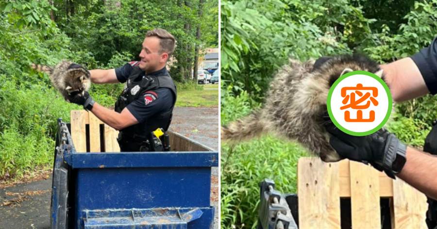 小浣熊「被困垃圾車」被警員救下，牠露出「超搞笑表情」惹網笑：牠知道錯惹~